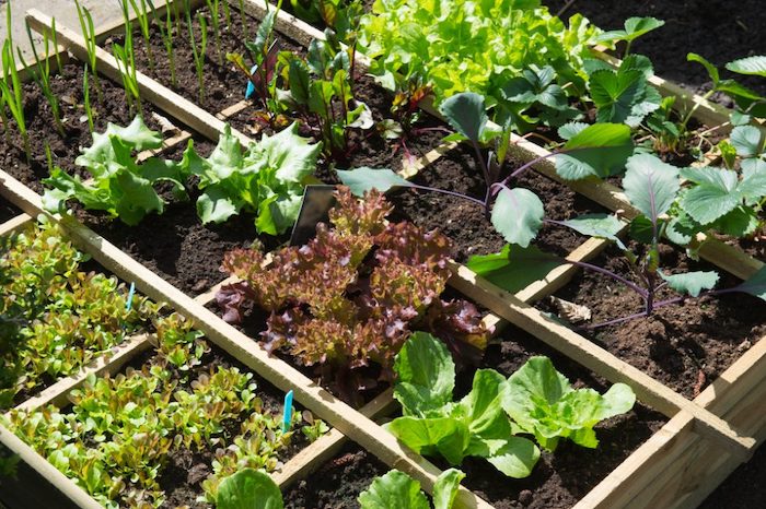 Cultivating a Survival Garden: Essential Crops for Long-Term Food Security